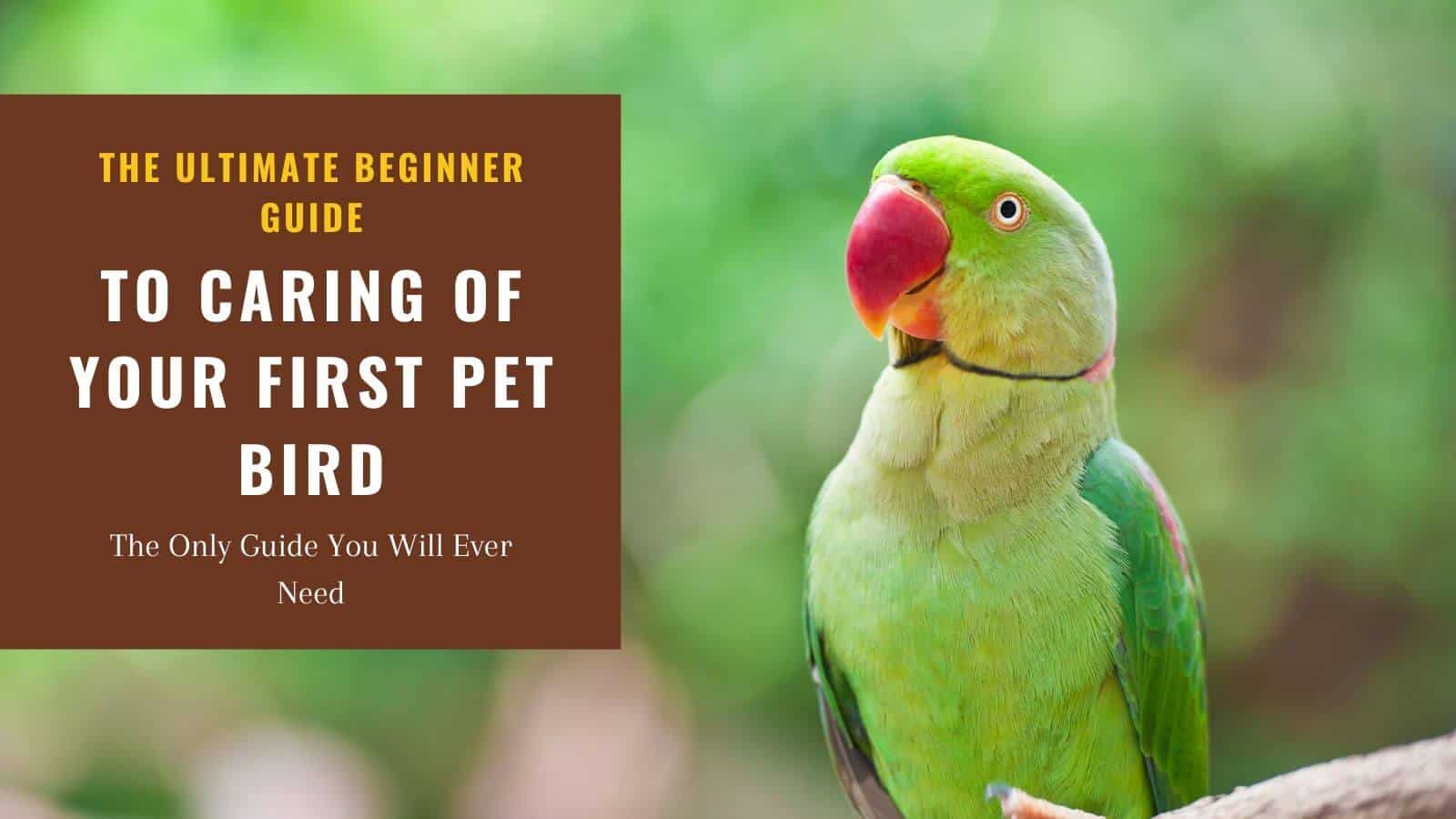 Best Pet Birds For Beginners - The Ultimate 2020 Guide