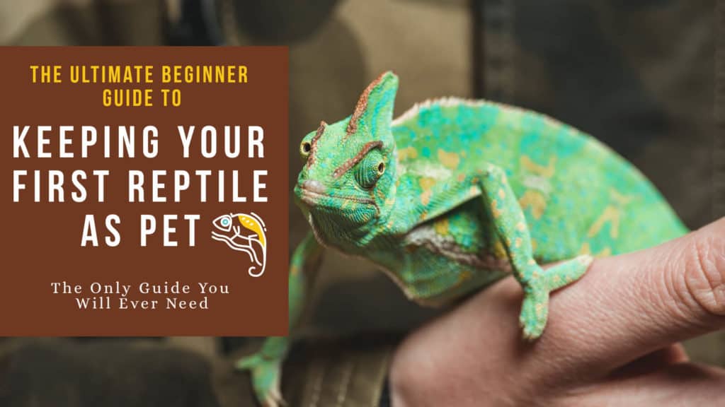 the best reptile pets