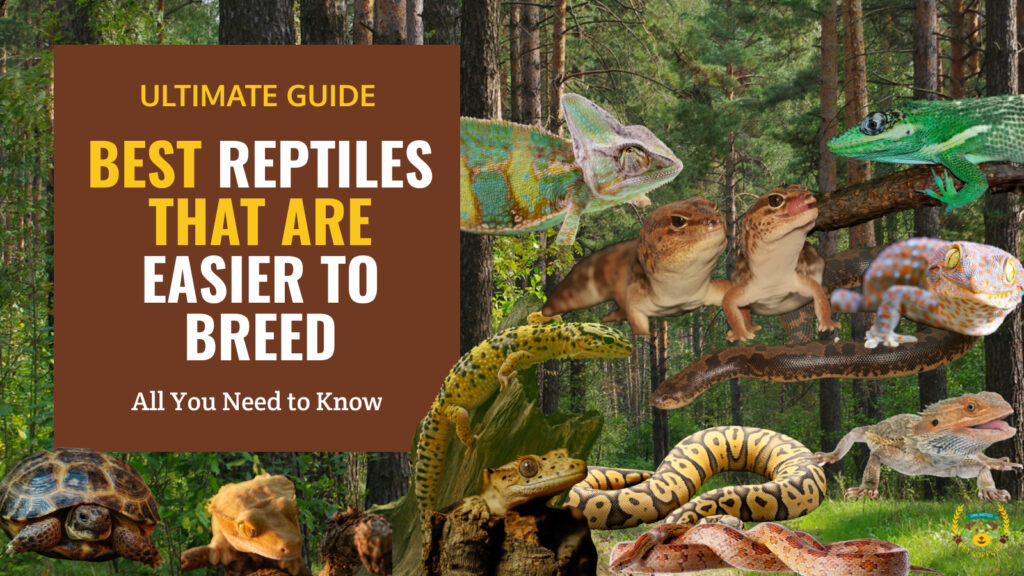 12 Best Reptiles for Profitable Breeding